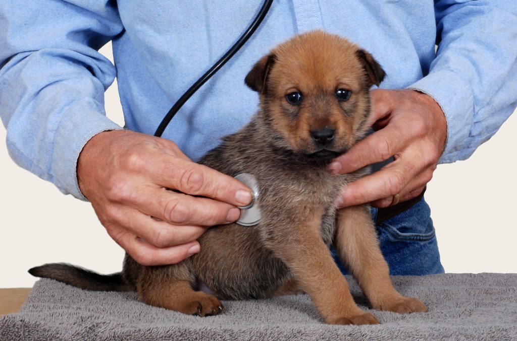 puppy at vet