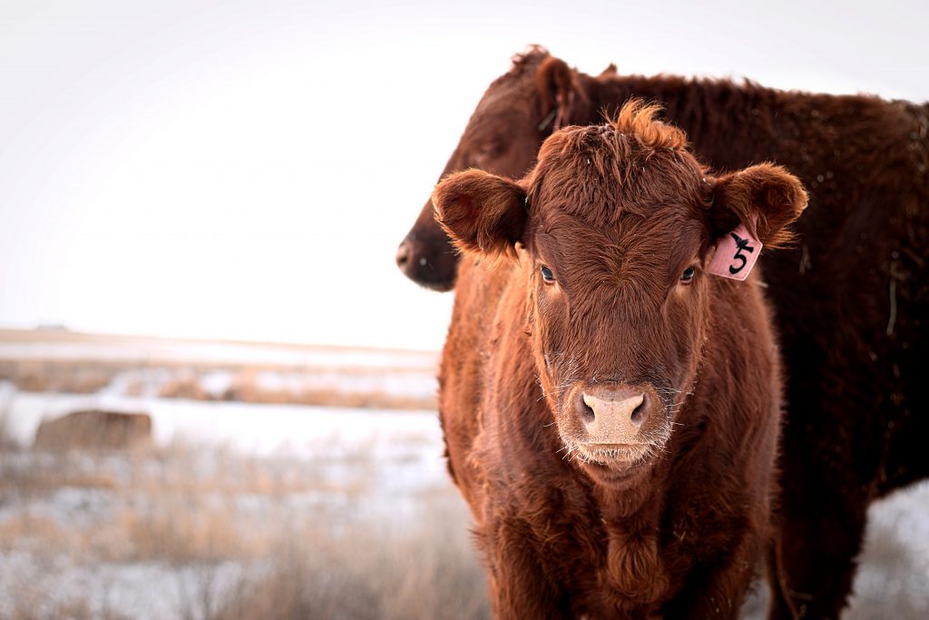 Calf and Mother