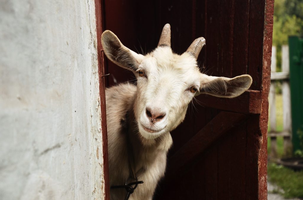 Goat