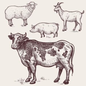 livestock supplies
